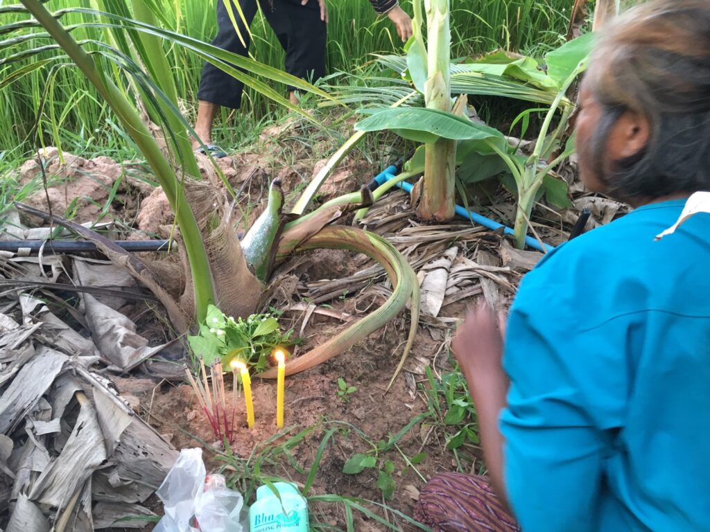 คอหวยห้ามพลาด!! ฝันเห็นหญิงสาวใส่ชุดขาว ก่อนพบยอดมะพร้าวคล้ายงาช้าง แห่ขอโชคลาภ 290134274178093685062145042147540308058 935448539597300299701460