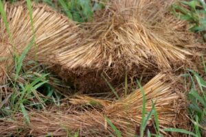 5 982362514683524959842164044857823378111943528120597254186783252263322824820962785 327412772709220794878649887638116 50 347960