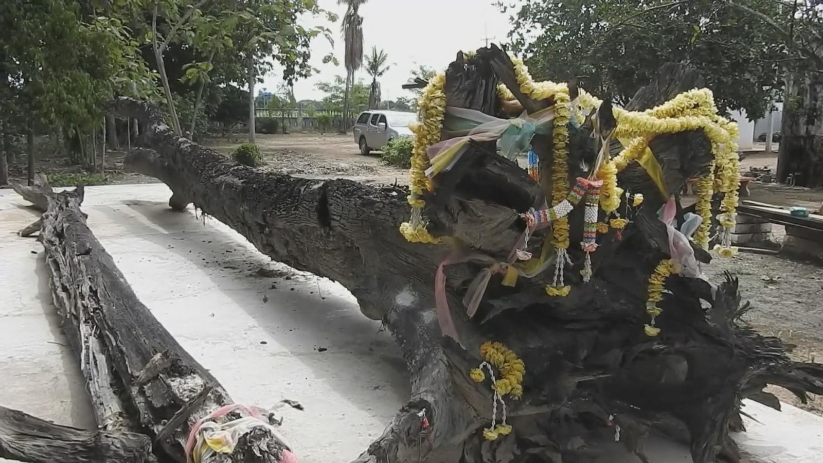 แม่ตะเคียน