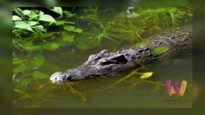 273157826018651148587446030071702764180201764234539149429226926262393587 399561486961625237644868674913009278811599383808986 975635154815803267977697201739389247793484