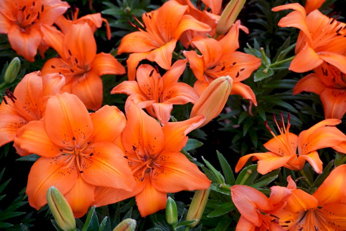 105242 flowers of fantasy 318020 743441 473813679255128 014071758814812499418 584448131385562094585793503150680724227821811036183398 591058820083629734894193880719762273401309553