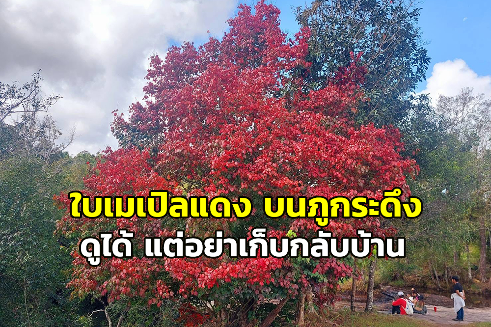 ตื่นตา! “ใบเมเปิลแดง” บน “ภูกระดึง” ชมได้แต่อย่านำกลับบ้าน เพราะอาจเจอเรื่องเหลือเชื่อจนต้องส่งคืน 565000011275801