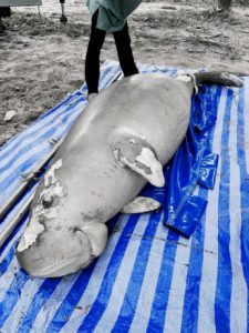 105518 868408552940884 866471563164334 275469142248619560191 036 185902760847 483921169768942201591237617647759692481423451408909525224435302